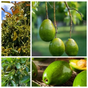 Catalina Avocado Tree Live Plant - Grafted, 3 Gallon Pot - Outdoor Fruit Tree - Image 1