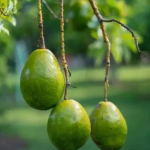 Catalina Avocado Tree Live Plant - Grafted, 3 Gallon Pot - Outdoor Fruit Tree - Image 5