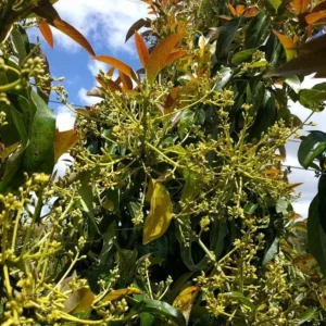 Catalina Avocado Tree Live Plant - Grafted, 3 Gallon Pot - Outdoor Fruit Tree - Image 6