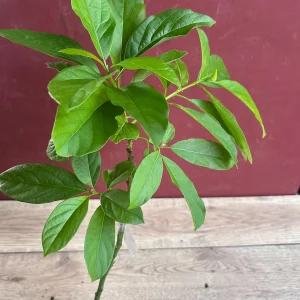 Catalina Avocado Tree Live Plant – Grafted – 6 inch Pot – Fruit Tree - Image 2