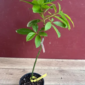 Catalina Avocado Tree Live Plant – Grafted – 6 inch Pot – Fruit Tree - Image 3