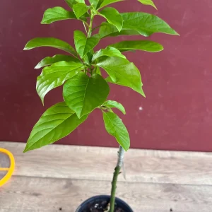 Catalina Avocado Tree Live Plant – Grafted – 6 inch Pot – Fruit Tree - Image 5