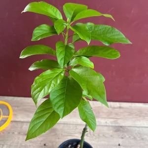 Catalina Avocado Tree Live Plant – Grafted – 6 inch Pot – Fruit Tree - Image 8