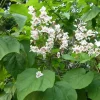 Catalpa Speciosa Tree - Live Cigar Shade Tree - QT Pot - Image 1