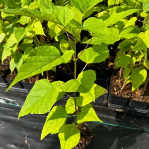 Catalpa Speciosa Tree - Live Cigar Shade Tree - QT Pot - Image 4