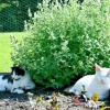 Catnip Seeds - 1000+ NON-GMO Perennial Herb for Garden, Cats & Tea - Image 1