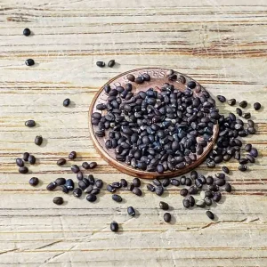 Catnip Seeds - 1000+ NON-GMO Perennial Herb for Garden, Cats & Tea - Image 2