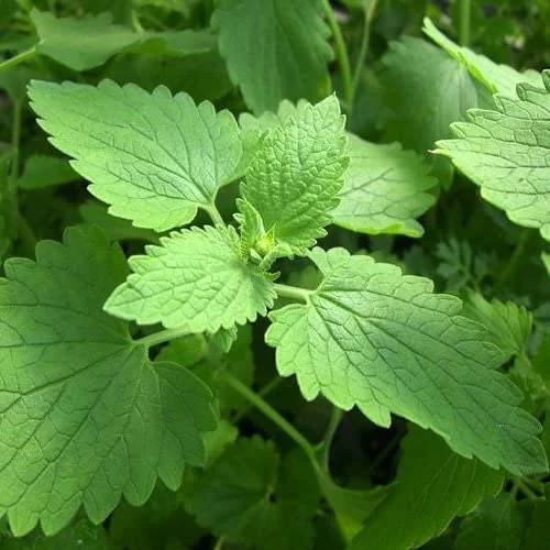 Catnip Seeds - 1000+ NON-GMO Perennial Herb for Garden, Cats & Tea - Image 3