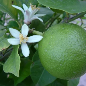 Cay Chanh Lemon Lime Tree Live Plant - 8-12 inch Citrus Tree for Indoor/Outdoor - Image 2