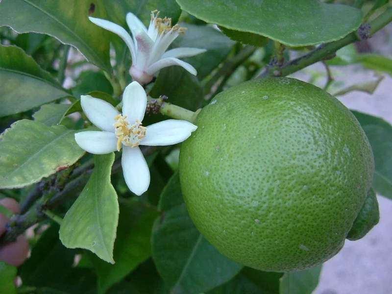 Cay Chanh Lemon Lime Tree Live Plant - 8-12 inch Citrus Tree for Indoor/Outdoor - Image 2