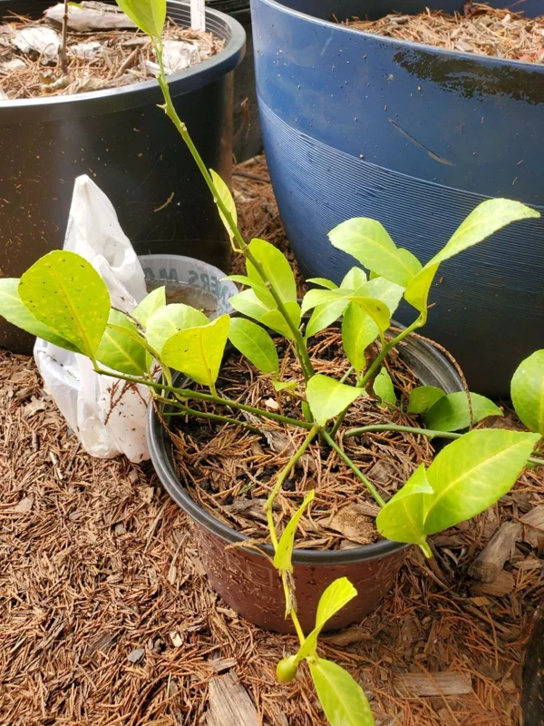 Cay Chanh Lemon Lime Tree Live Plant - 8-12 inch Citrus Tree for Indoor/Outdoor - Image 4