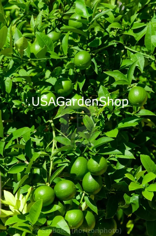 Cay Chanh Lemon Lime Tree Live Plant - 8-12 inch Citrus Tree for Indoor/Outdoor - Image 6