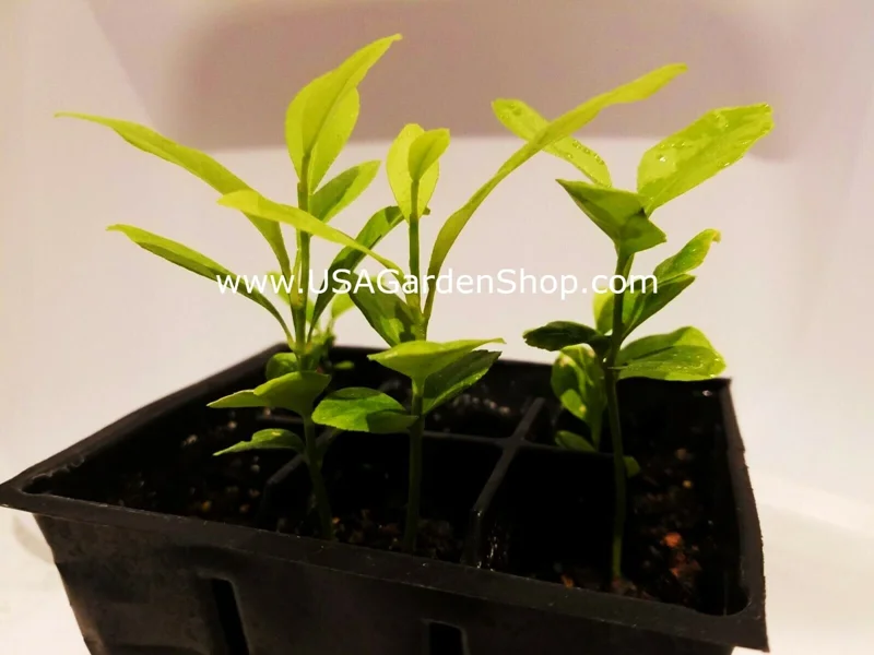 Cay Chanh Lemon Lime Tree Live Plant - 8-12 inch Citrus Tree for Indoor/Outdoor - Image 8