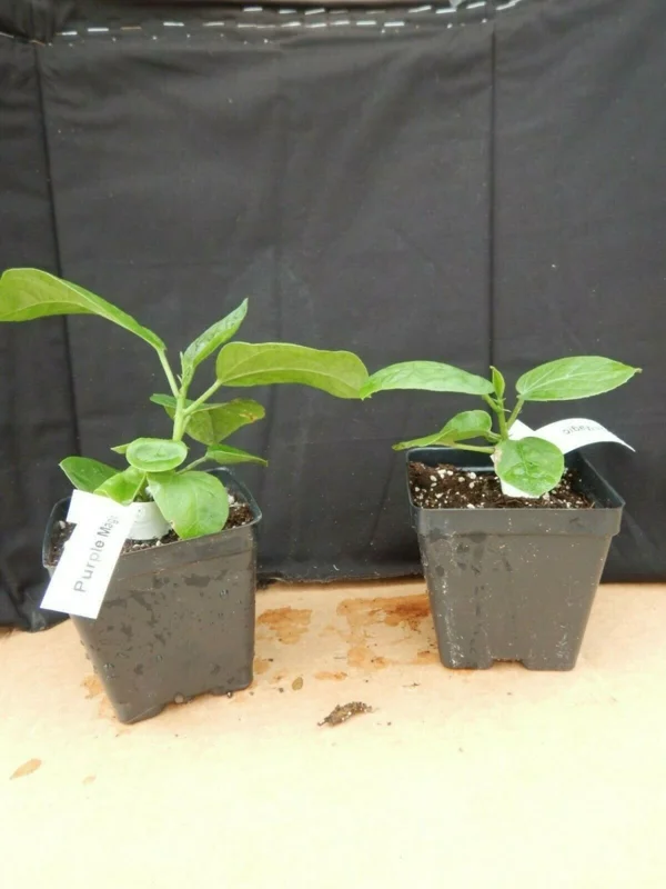 Cay Chanh Lemon Lime Tree Live Plant - 8-12 inch Citrus Tree for Indoor/Outdoor - Image 9