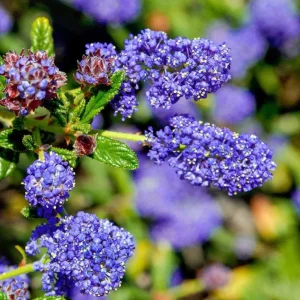 Ceanothus Concha Live Plant - 1ft Tall Evergreen Shrub in 6 inch Pot - Image 1