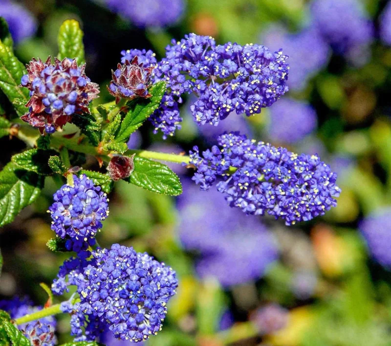 Ceanothus Concha Live Plant - 1ft Tall Evergreen Shrub in 6 inch Pot - Image 1