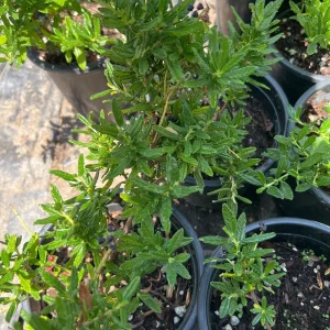 Ceanothus Concha Live Plant - 1ft Tall Evergreen Shrub in 6 inch Pot - Image 2