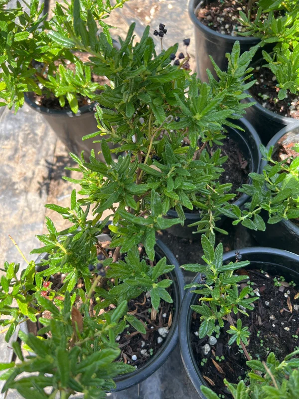 Ceanothus Concha Live Plant - 1ft Tall Evergreen Shrub in 6 inch Pot - Image 2