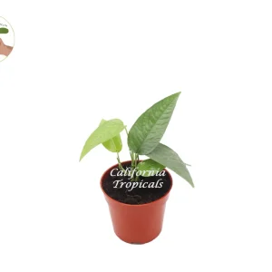 Cebu Blue Pothos Live Plant – 3 inch Pot – Indoor Vining Houseplant - Image 1