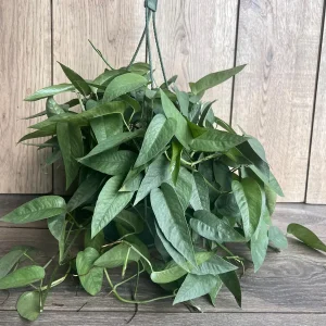 Cebu Blue Pothos Live Plant – 6 inch Pot – Easy Care Indoor Vine - Image 3