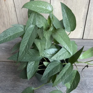 Cebu Blue Pothos Live Plant - 6 inch Pot - Indoor Trailing Vine - Image 2