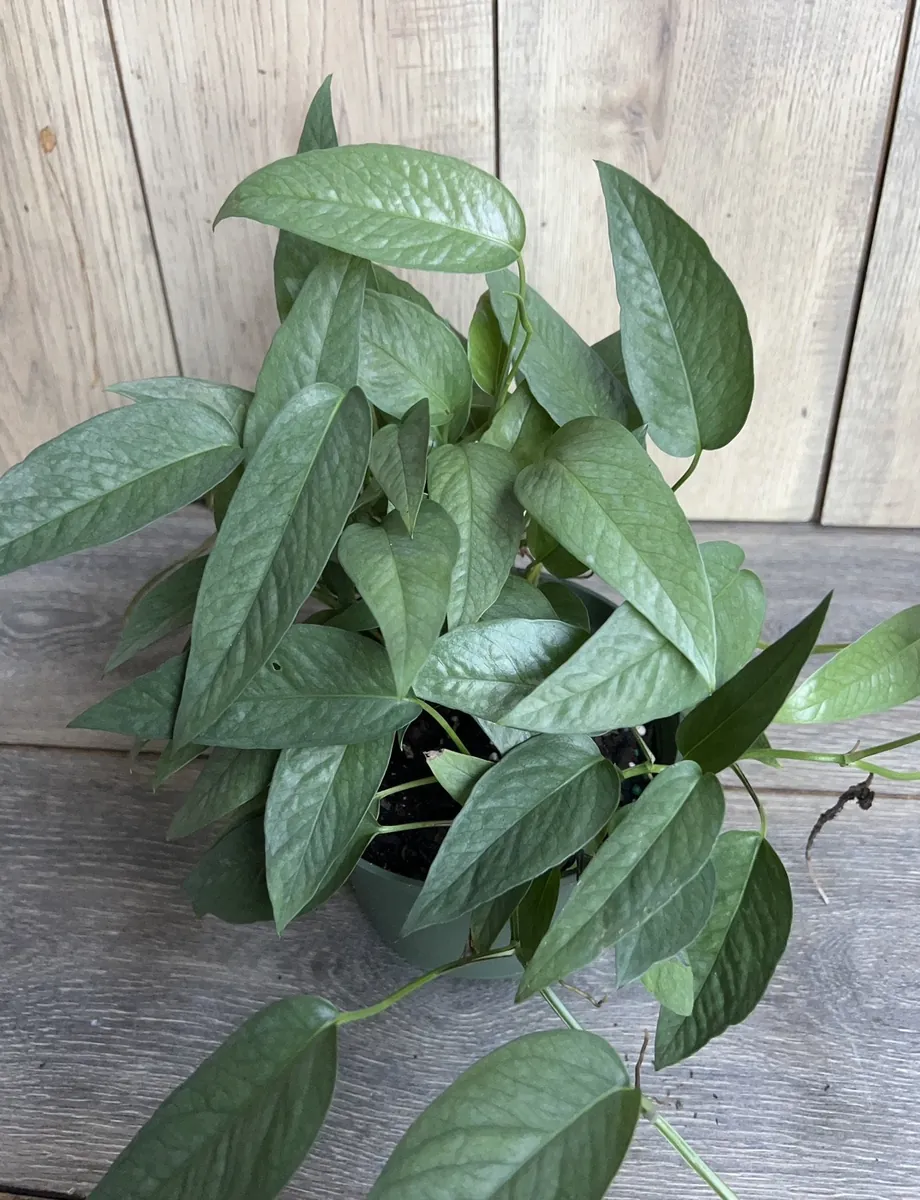 Cebu Blue Pothos Live Plant - 6 inch Pot - Indoor Trailing Vine - Image 2