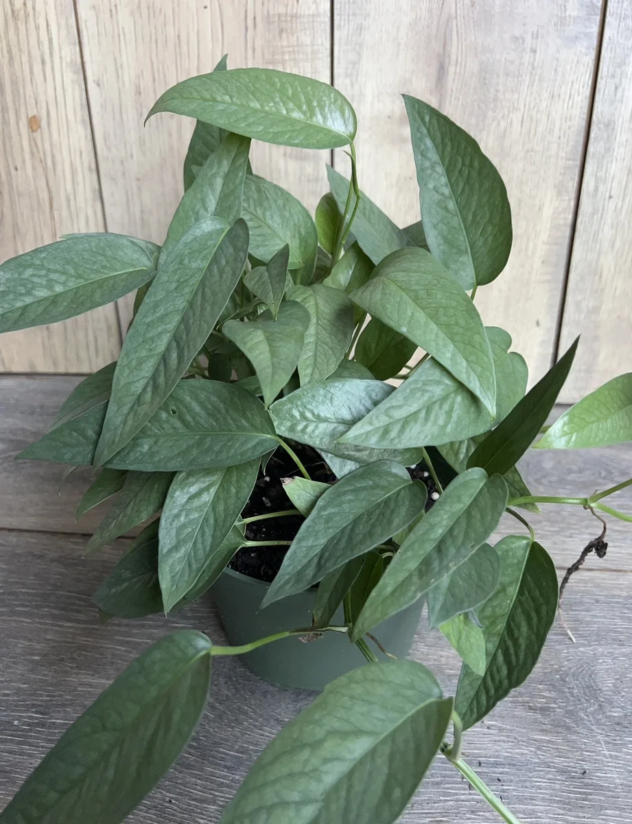 Cebu Blue Pothos Live Plant - 6 inch Pot - Indoor Trailing Vine - Image 3