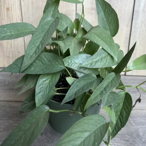 Cebu Blue Pothos Live Plant - 6 inch Pot - Indoor Trailing Vine - Image 1