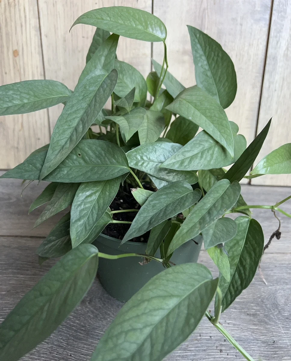 Cebu Blue Pothos Live Plant - 6 inch Pot - Indoor Trailing Vine - Image 4