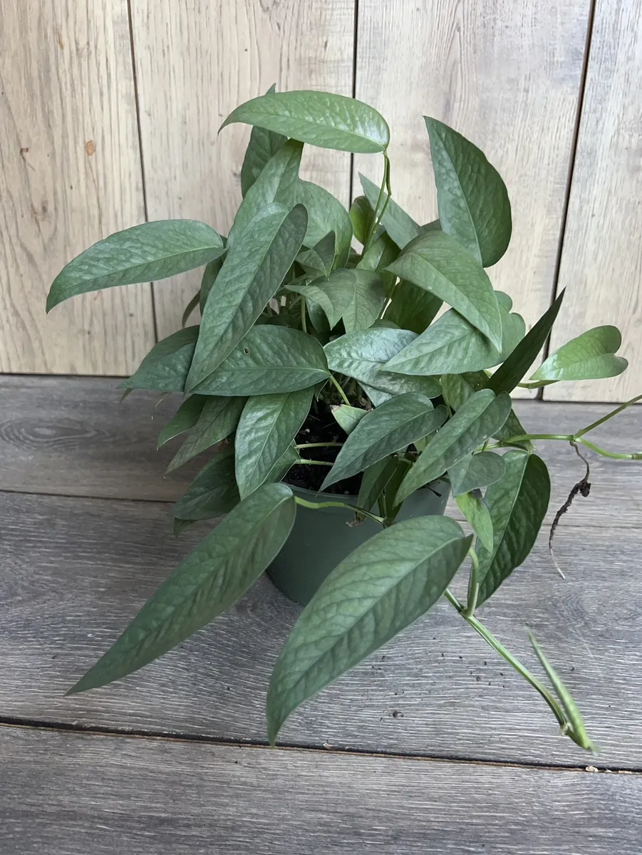 Cebu Blue Pothos Live Plant - 6 inch Pot - Indoor Trailing Vine - Image 5