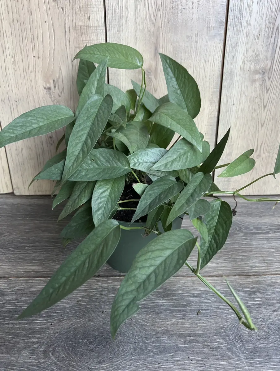 Cebu Blue Pothos Live Plant - 6 inch Pot - Indoor Trailing Vine - Image 6