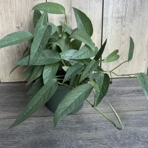 Cebu Blue Pothos Live Plant - 6 inch Pot - Indoor Trailing Vine - Image 7