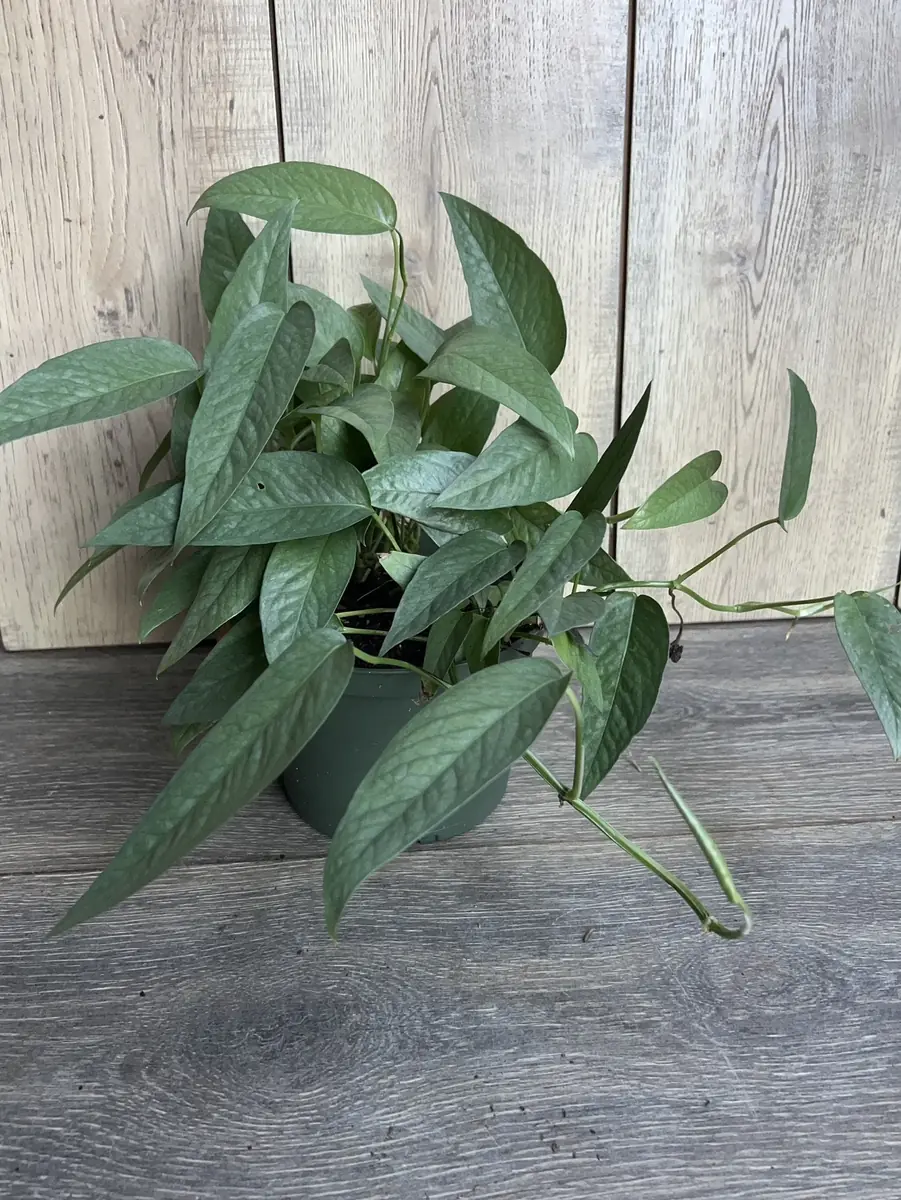 Cebu Blue Pothos Live Plant - 6 inch Pot - Indoor Trailing Vine - Image 7