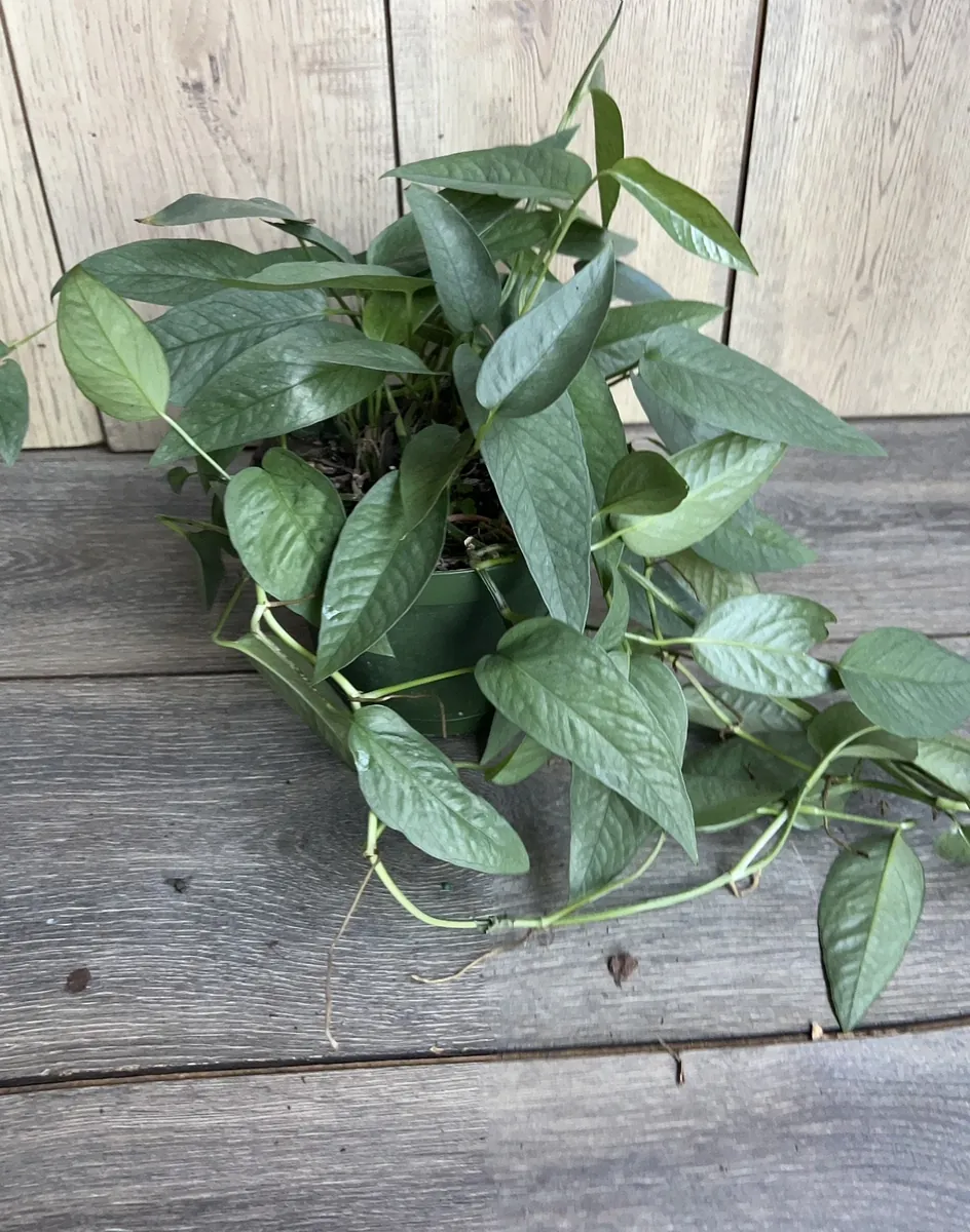 Cebu Blue Pothos Live Plant - 6 inch Pot - Indoor Trailing Vine - Image 8