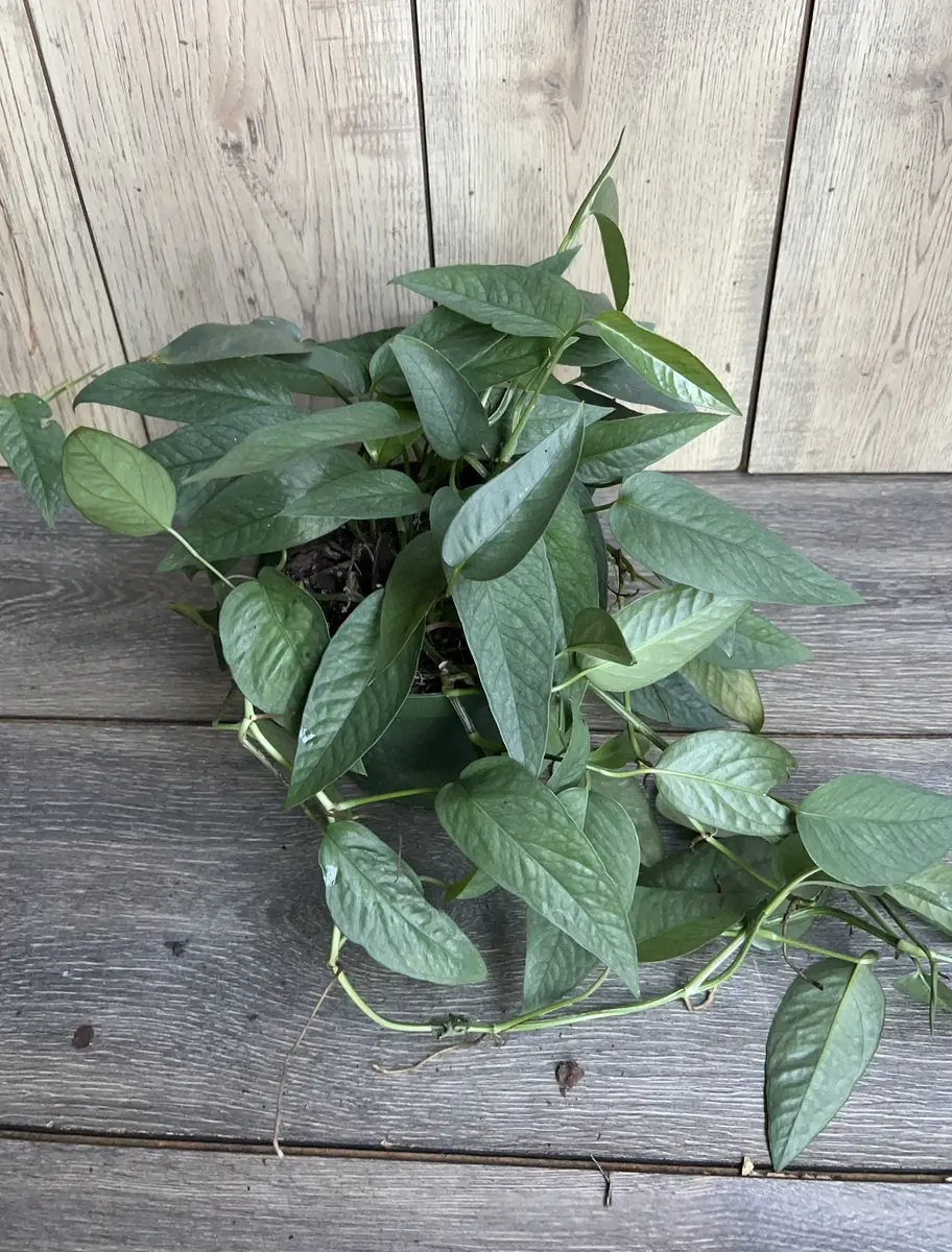Cebu Blue Pothos Live Plant - 6 inch Pot - Indoor Trailing Vine - Image 9
