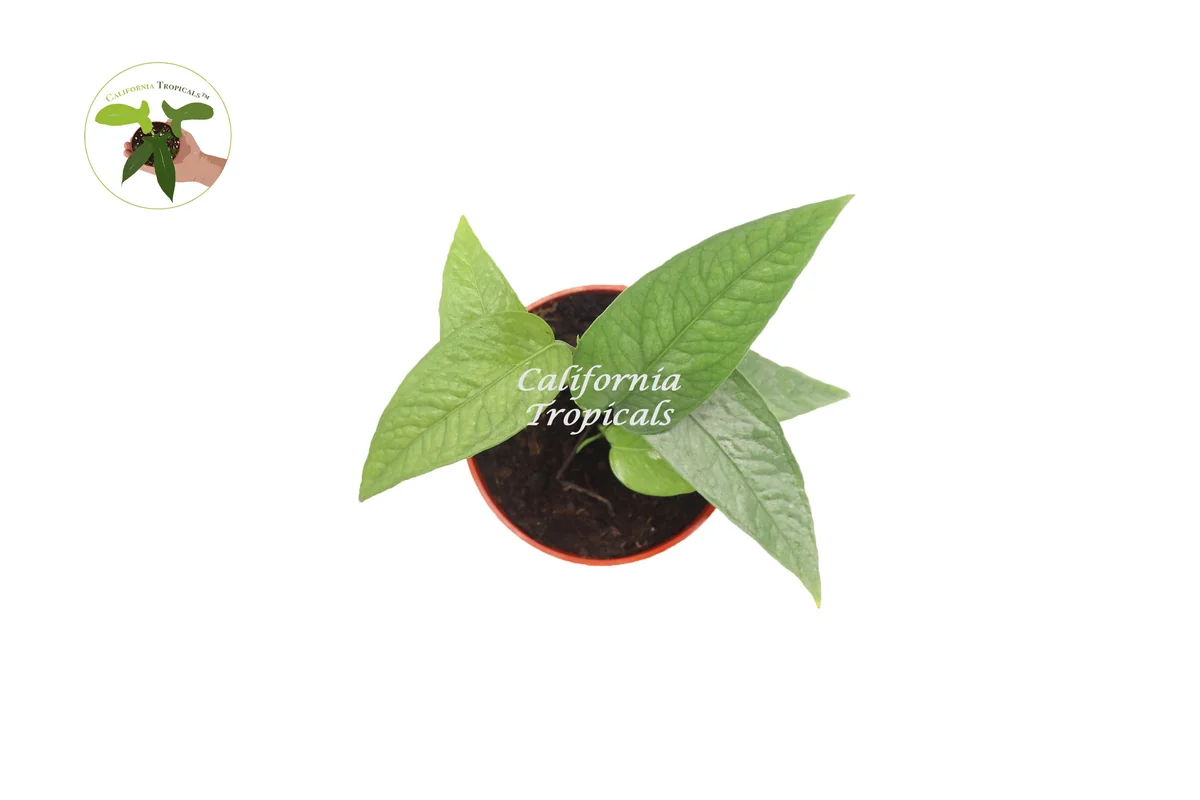 Cebu Blue Pothos Live Plant – Epipremnum Pinnatum – 4 inch Pot – Indoor - Image 1