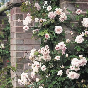 Cecile Brunner Climbing Rose Live Plant – 2 Feet Tall in 6 Inch Pot – Outdoor Shrub - Image 2