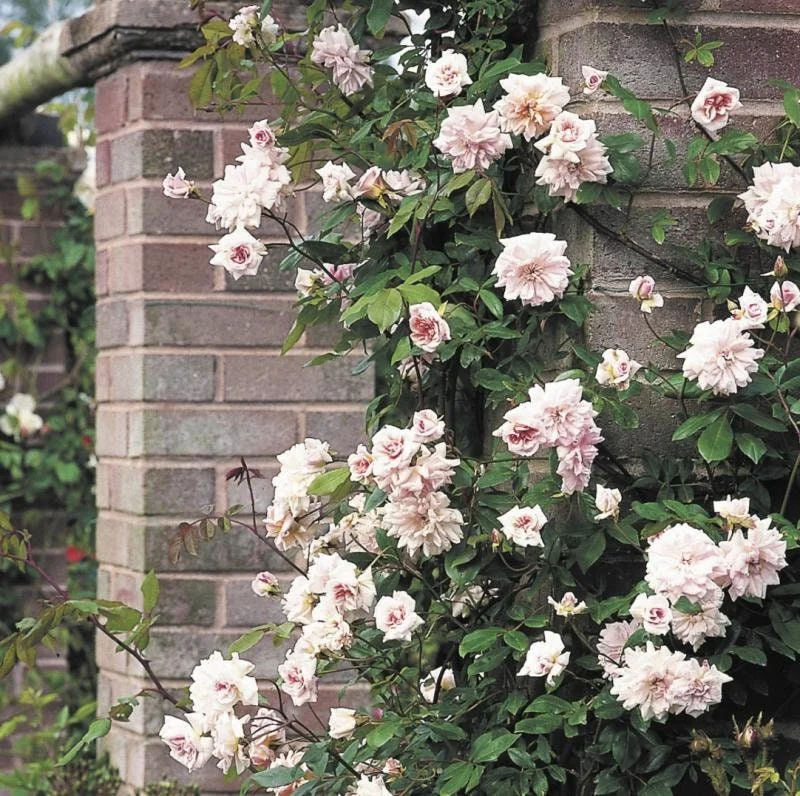 Cecile Brunner Climbing Rose Live Plant - 3-4 ft Tall in 3 Gallon Pot - Outdoor - Image 2