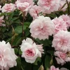Cecile Brunner Climbing Rose Live Plant - 3-4 ft Tall in 3 Gallon Pot - Outdoor - Image 1