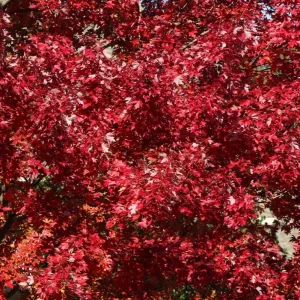 Celebration Maple Tree Live Plant – 1-2 ft Tall – Quart Pot – Outdoor Shade Tree - Image 3