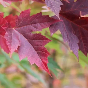 Celebration Maple Tree Live Plant – 1-2 ft Tall – Quart Pot – Outdoor Shade Tree - Image 4