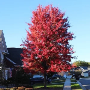 Celebration Maple Tree Live Plant – 1-2 ft Tall – Quart Pot – Outdoor Shade Tree - Image 5
