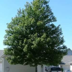 Celebration Maple Tree Live Plant – 1-2 ft Tall – Quart Pot – Outdoor Shade Tree - Image 7