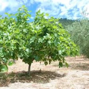 Celeste Fig Tree Starter Plug - Cold Hardy Honey Sugar Fig Live Plant - Image 2