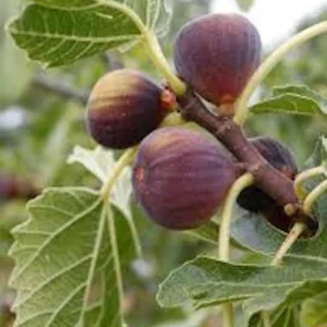 Celeste Fig Tree Starter Plug - Cold Hardy Honey Sugar Fig Live Plant - Image 7