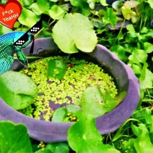 Centella Asiatica Live Aquarium Plant - 5 Count, Fresh Water, Beginner - Image 2