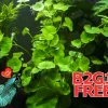 Centella Asiatica Live Aquarium Plant - 5 Count, Fresh Water, Beginner - Image 1