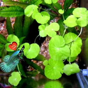 Centella Asiatica Live Aquarium Plant - Betta Wort Fish Tank Plant, 3-5 Plants - Image 3