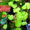 Centella Asiatica Live Aquarium Plant - Betta Wort Fish Tank Plant, 3-5 Plants - Image 1