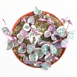 Ceropegia woodii Variegated String of Hearts Live Succulent Plant – Indoor Trailing Vine - Image 2
